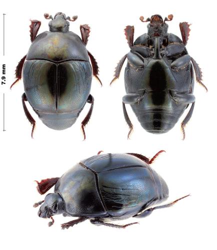 Saprinus splendens